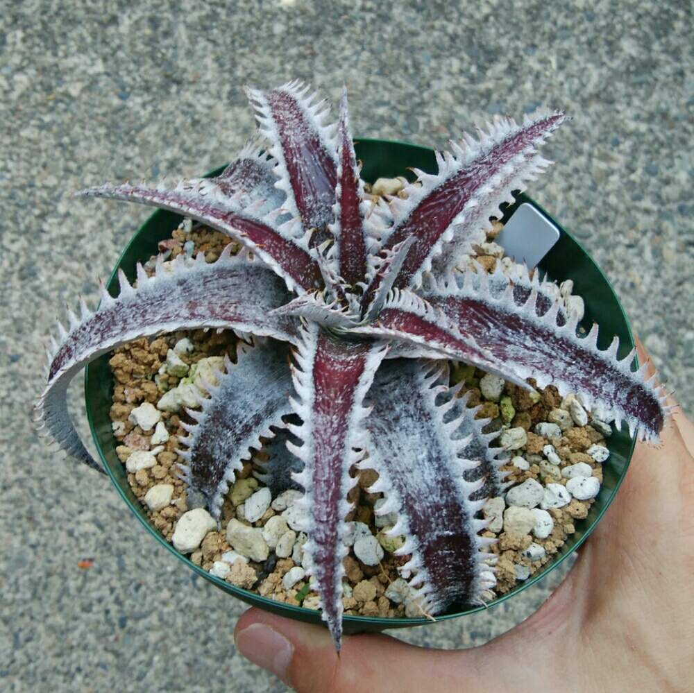 小さな庭の画像 by にんにんさん | 小さな庭とディッキア.とDyckia marnier-lapostollei Red clone F1 x ‘Brittle star’ F3 #D033と多肉植物とみどりのある暮らしとトゲトゲと観葉植物とディッキアとディッキア属とQdyckiaとブロメリアと植中毒と日光浴とタニラーとトゲトゲのある暮らしと珍奇植物とDyckia