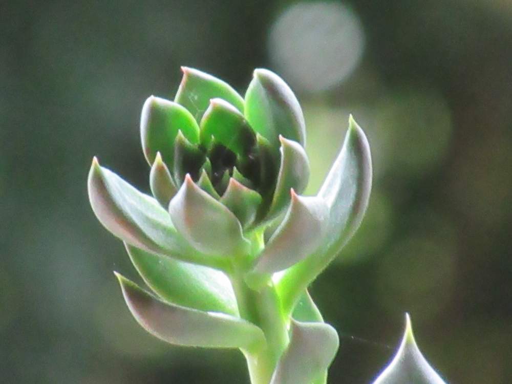 の画像 by サワーポメロさん | 多肉植物とブラックプリンス☆と素敵な庭に✨と皆様に感謝と花のある暮らし