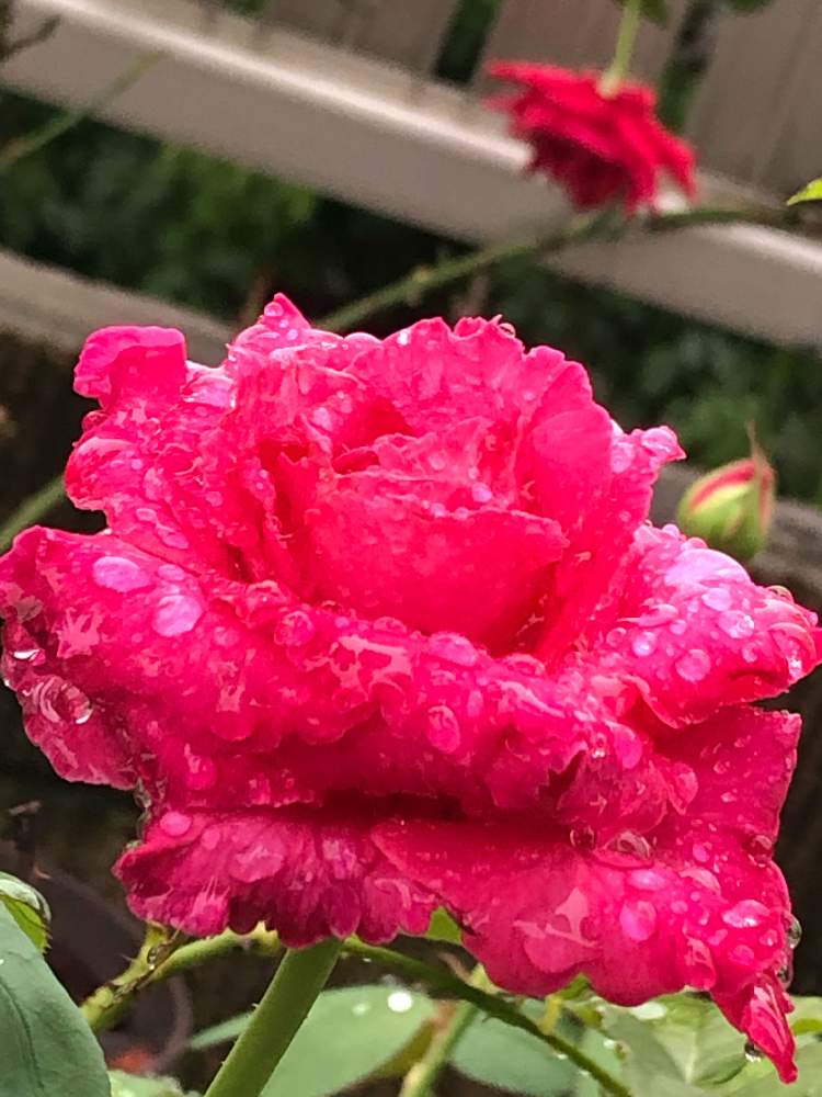 小さな庭の画像 by メグさん | 小さな庭と元気いっぱいとおつかれさまとばら バラ 薔薇と薔薇愛同盟といつもありがとう♡と癒しと私のこだわりバラとGS日和と頑張ってと森のがっこうと小さな幸せ♡と可愛いと花のある暮らしとお花のある生活とバラ マリアカラス。と薔薇♪