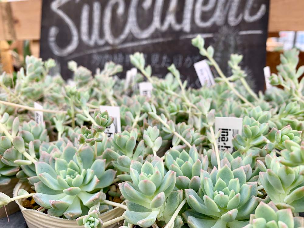 インテリアの画像 by Flower Villageさん | インテリアとセダム属と多肉植物とタニパトとボタニカルライフと神奈川タニラーと鷺沼と植中毒と プロリフェラとセダム寄植えとエケベリア属とフラワービレッジと多肉女子とタニラーとina-hanaと神奈川県とブラックベリー♡とflowervillageと川崎市内とインテリアグリーンとインドアガーデン