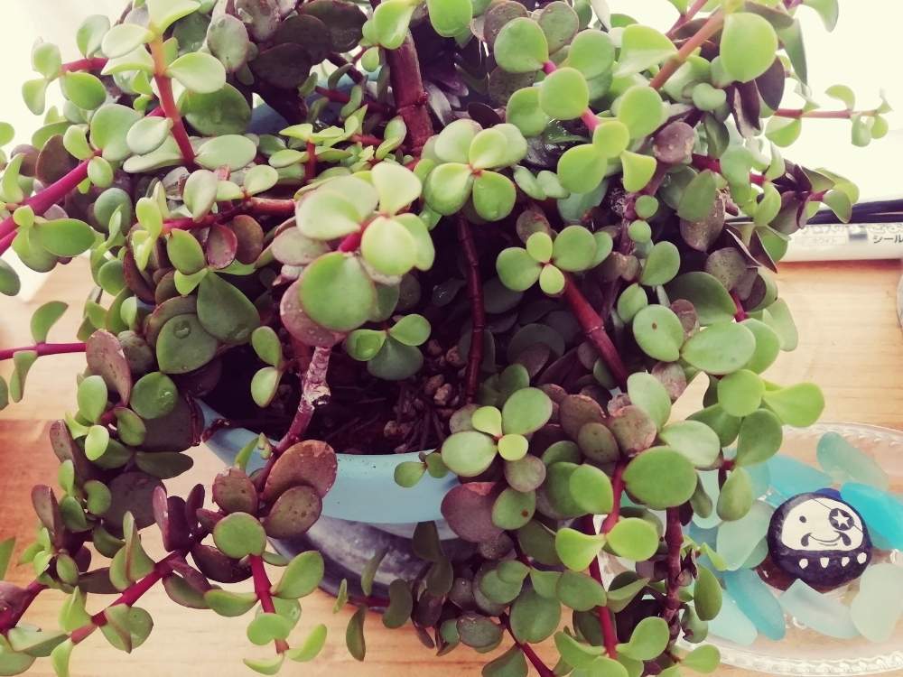 部屋の画像 by mikity.comさん | 部屋と観葉植物とワクワクと癒しと窓際緑化とno green no lifeとシーガラスと植中毒と巨大化とジャングル化計画と観葉植物がスキと名前わすれたーといやされる