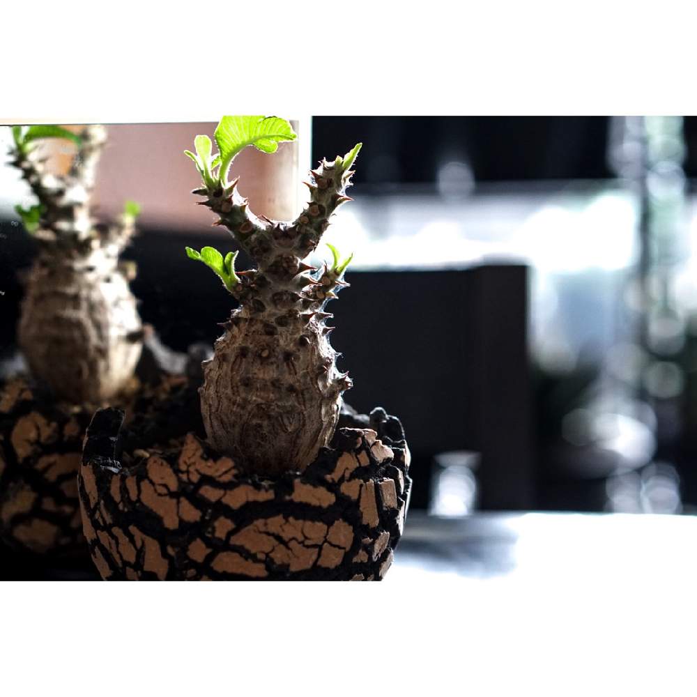 部屋の画像 by ラブーン(⊙ꇴ⊙)さん | 部屋と塊根植物とPachypodiumとpachypodium windsoriiとCaudex