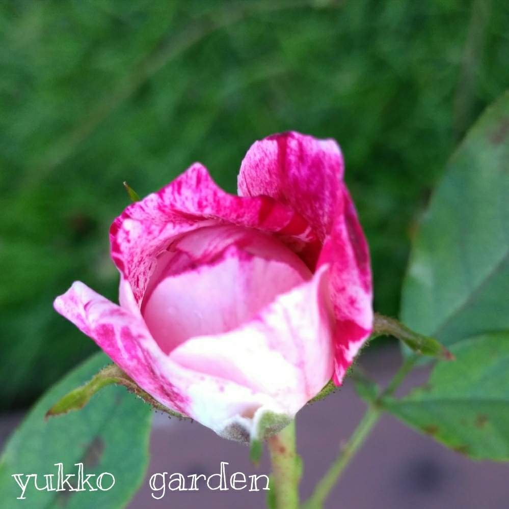広い庭の画像 by ゆったりゆっこさん | 広い庭とミニバラと薔薇♪と咲いたよ