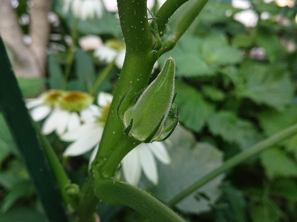 小さな庭の画像 by コッペパンさん | 小さな庭とオクラと家庭菜園と植中毒と食物と食べ物と実なる植物