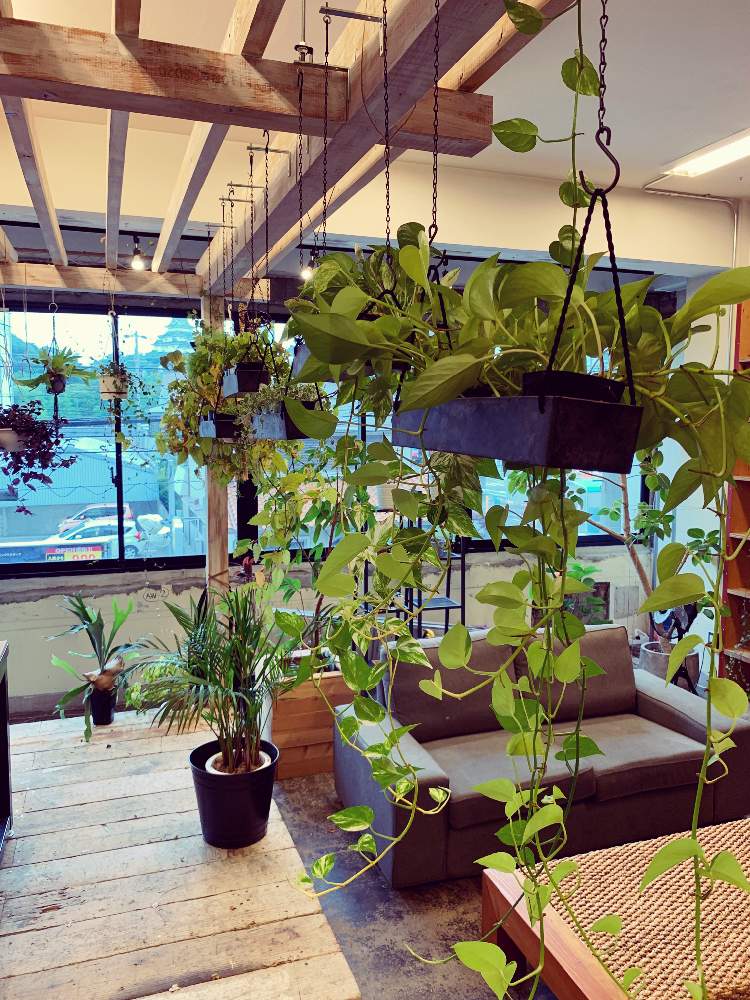 窓辺の画像 by luidaさん | 窓辺と観葉植物とグリーン!グリーン!グリーン!とbotanical lifeと成長記録とGREEN UP!とグリーンのある暮らしといやされると多肉植物とコワーキングスペースと吊り下げとポトス♪と花言葉と植物園と多肉女子と鉢植えと花のある暮らしとかわいいとかわいいな♡とボタニカルライフとGreenSnapmarche