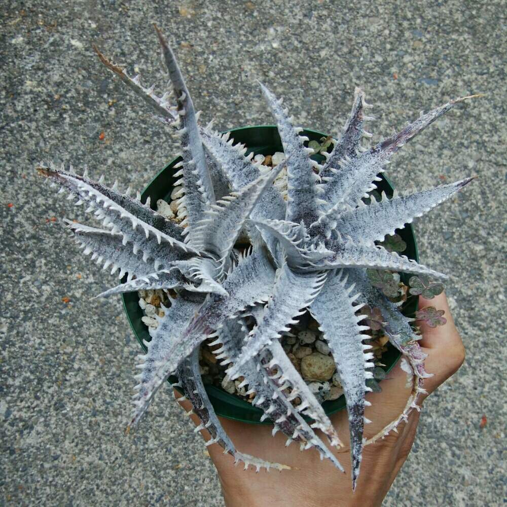 小さな庭の画像 by にんにんさん | 小さな庭とディッキア.とDyckia ‘Toothy’ F2と多肉植物とみどりのある暮らしとトゲトゲと観葉植物とディッキアとディッキア属と分頭とブロメリアと植中毒と日光浴とタニラーとトゲトゲのある暮らしと珍奇植物とDyckia