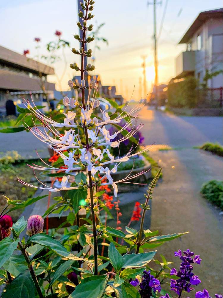 の画像 by のんままさん | ネコノヒゲとかわいい子❤️と花のある暮らしと石川県といやし♪と玄関前