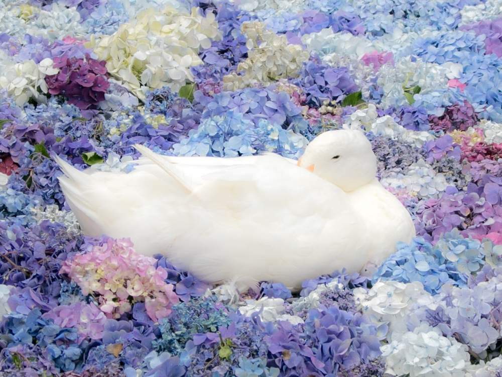 お出かけ先の画像 by ルミエールさん | お出かけ先とアジサイと紫陽花と写真が好きな人と繋がりたいとファインダー越しの私の世界とお寺とルミエールの世界と梅雨に負けないとGS映えとGS日和ときれいと梅雨と紫陽花 アジサイ あじさいと美しいと癒されるとお花畑 とアジサイ 紫陽花と雨引観音とGreenSnapmarcheと花のある暮らしとパステルカラーと夏でも元気な花フォトコンとかわいいな♡とGREEN UP!