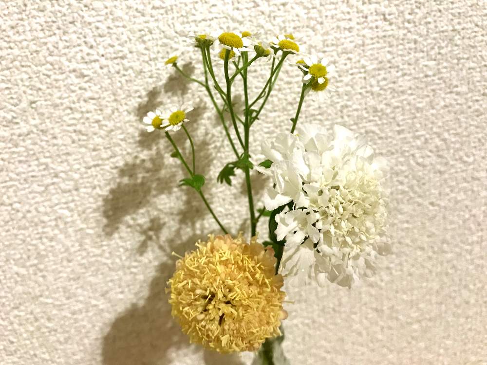 部屋の画像 by しげこさん | 部屋とマトリカリアとスカビオサとスカビオサと花のある暮らし