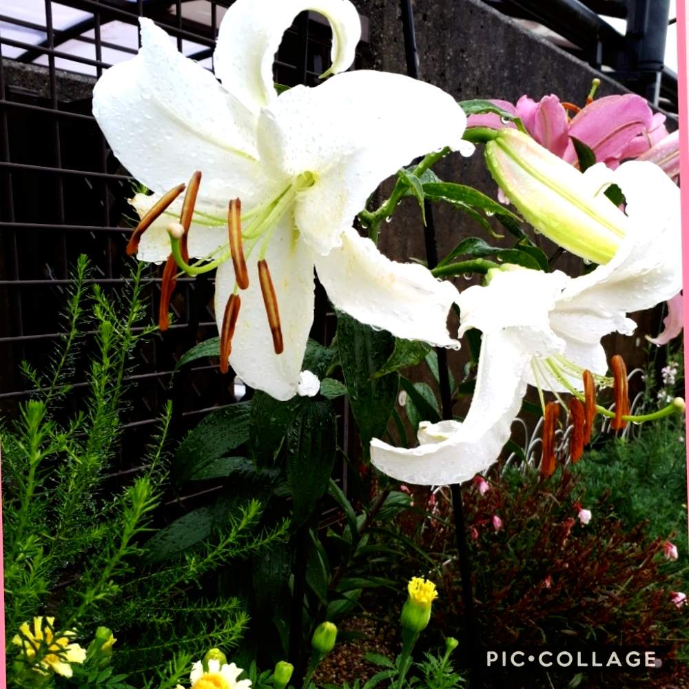 アプローチの画像 by Tomoさん | アプローチと植中毒と憧れの薔薇とガーデニング初心者と雑貨大好き❤と花のある暮らしとたくさんの花が咲く庭にしたい。といいね♥ありがとうございます✨とチーム福岡