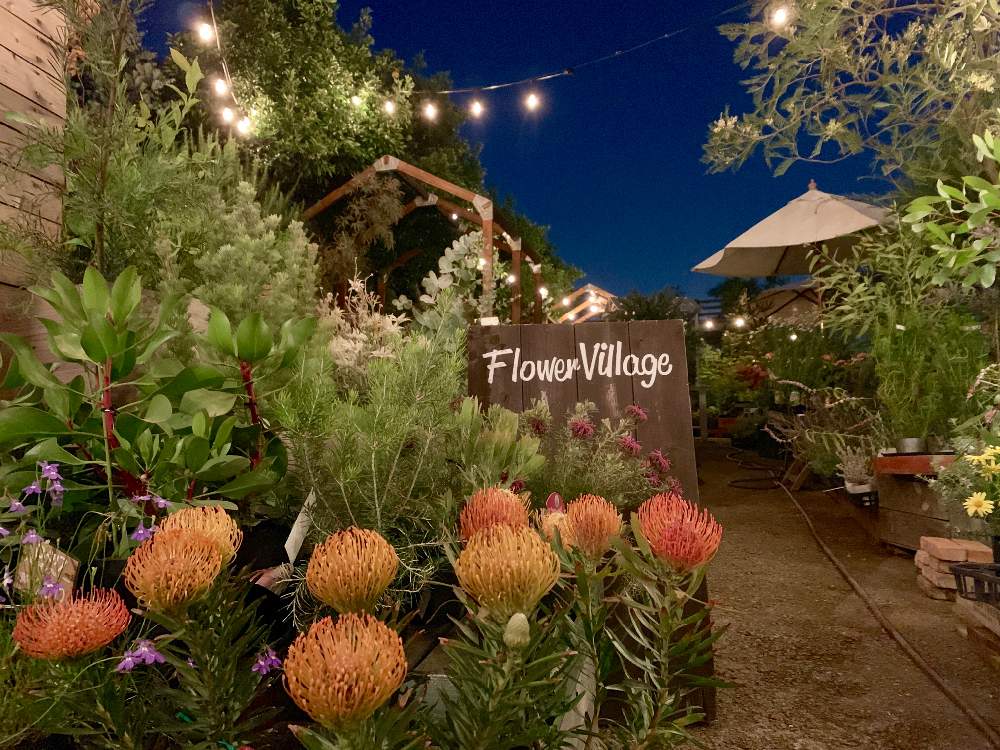 エクステリアの画像 by Flower Villageさん | エクステリアと多肉植物とサボテン科とタニパトとボタニカルライフとボタニカルキャンドル✨とイベントとクルールプランツとbizarrefarmと多肉植物寄せ植えと植中毒とカクタス広瀬とフラワービレッジと多肉植物とサボテンとクルールキャンドルとタニラーとikuraと神奈川県とflowervillageとKurumi*gardenとワークショップ
