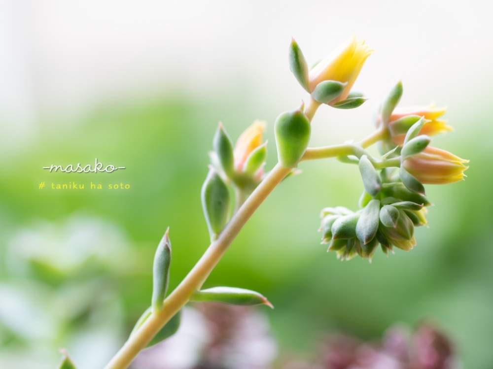 窓辺の画像 by masakoさん | 窓辺とハッピーと多肉植物とmasakoの多肉No.29と埼玉ンズ倶楽部と多肉の花芽と埼玉タニラーと『マクロな世界』フォトコンテスト2019