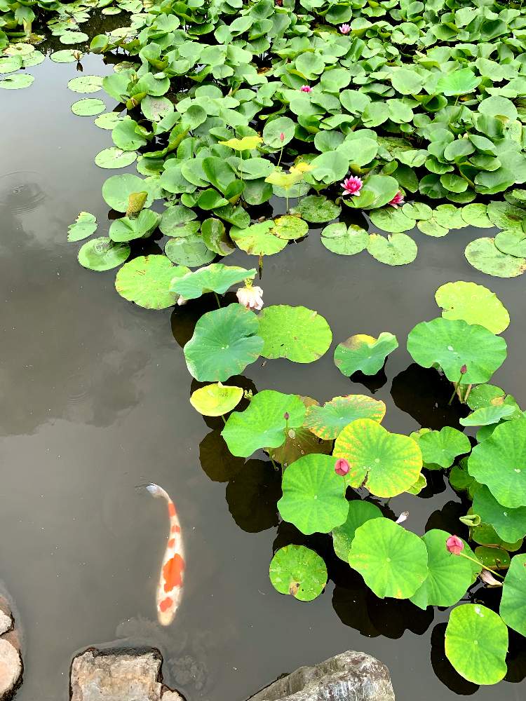 お出かけ先の画像 by ポチ音さん | お出かけ先と令和の水辺と水辺の風景と勧修寺と池の鯉と睡蓮の花と令和の風景と蓮子花と京都市と新緑と庭園と花のある暮らしと緑中毒と令和の緑と池泉回遊式庭園