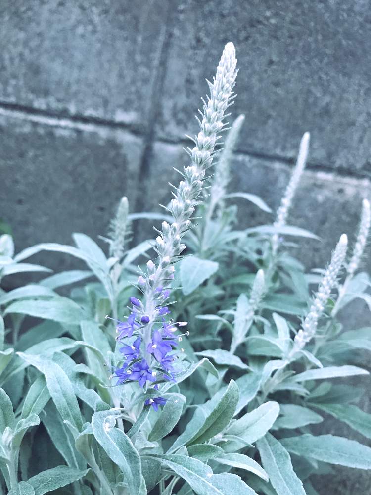 小さな庭の画像 by のりさん | 小さな庭とトウテイランと初心者ですと花壇と我が家の花壇と成長記録と花のある暮らしと夏でも元気な花フォトコンと地植え