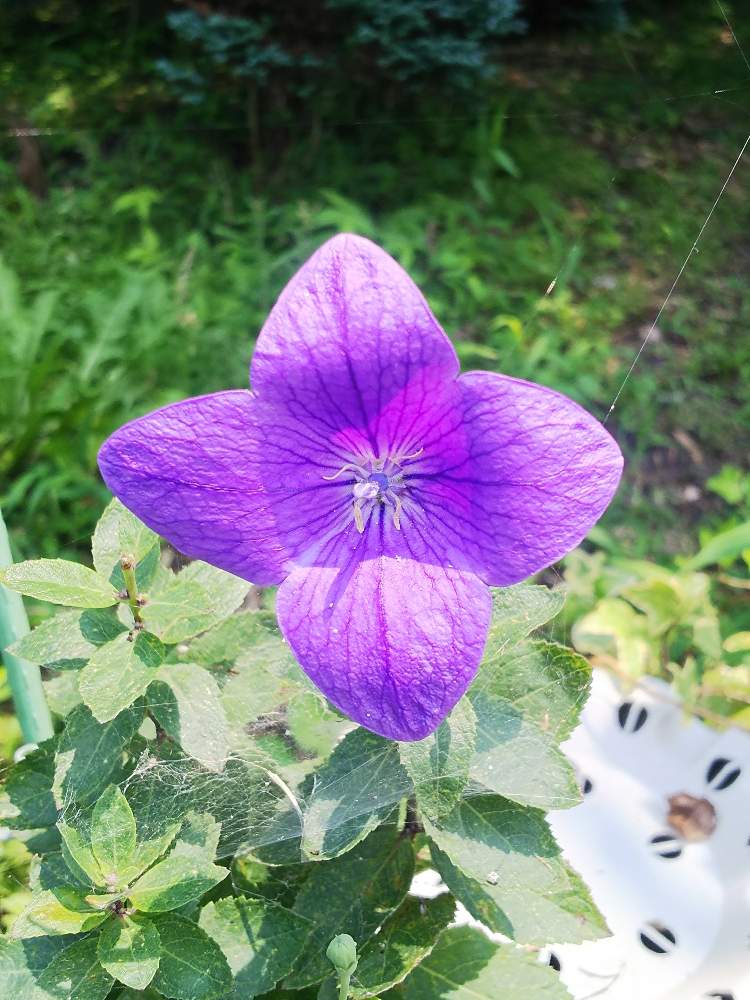 お出かけ先の画像 by 木染 奎さん | お出かけ先と紫の花と職場と花のある暮らしと桔梗の花