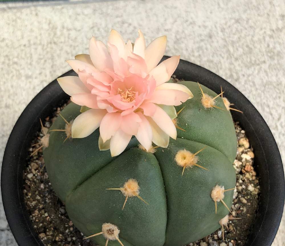 の画像 by ぽむさん | サボテンとペンタカンサとサボテン科とサボテンの花とピンクの花と多肉のある暮らし