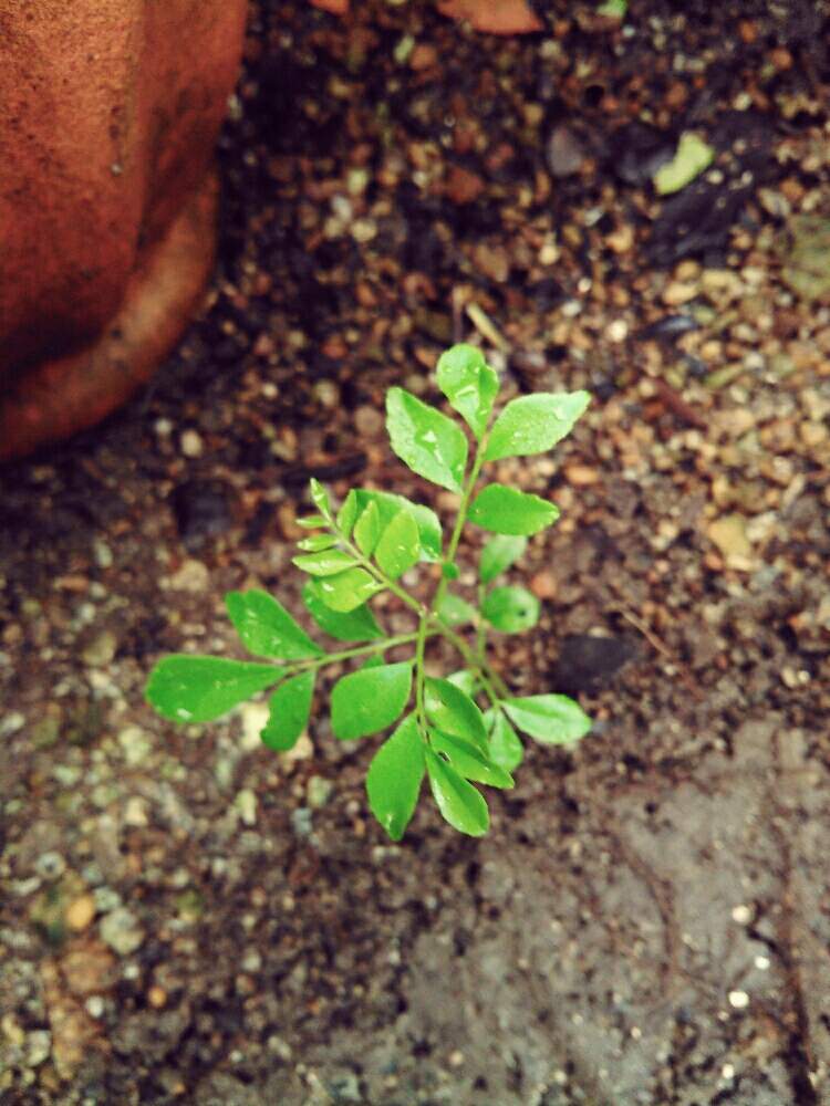 小さな庭の画像 by kuwakoさん | 小さな庭とカレーリーフとオオバゲッキツと新芽と熱帯植物とカラピンチャとミカン科とインド原産と地植え