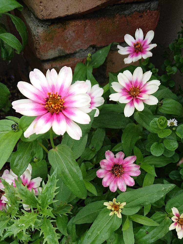 小さな庭の画像 by ヒロリンパさん | 小さな庭と花壇と我が家の花壇とジニア❁と成長記録と花のある暮らしと夏でも元気な花フォトコンとジニア百日草と咲いた!