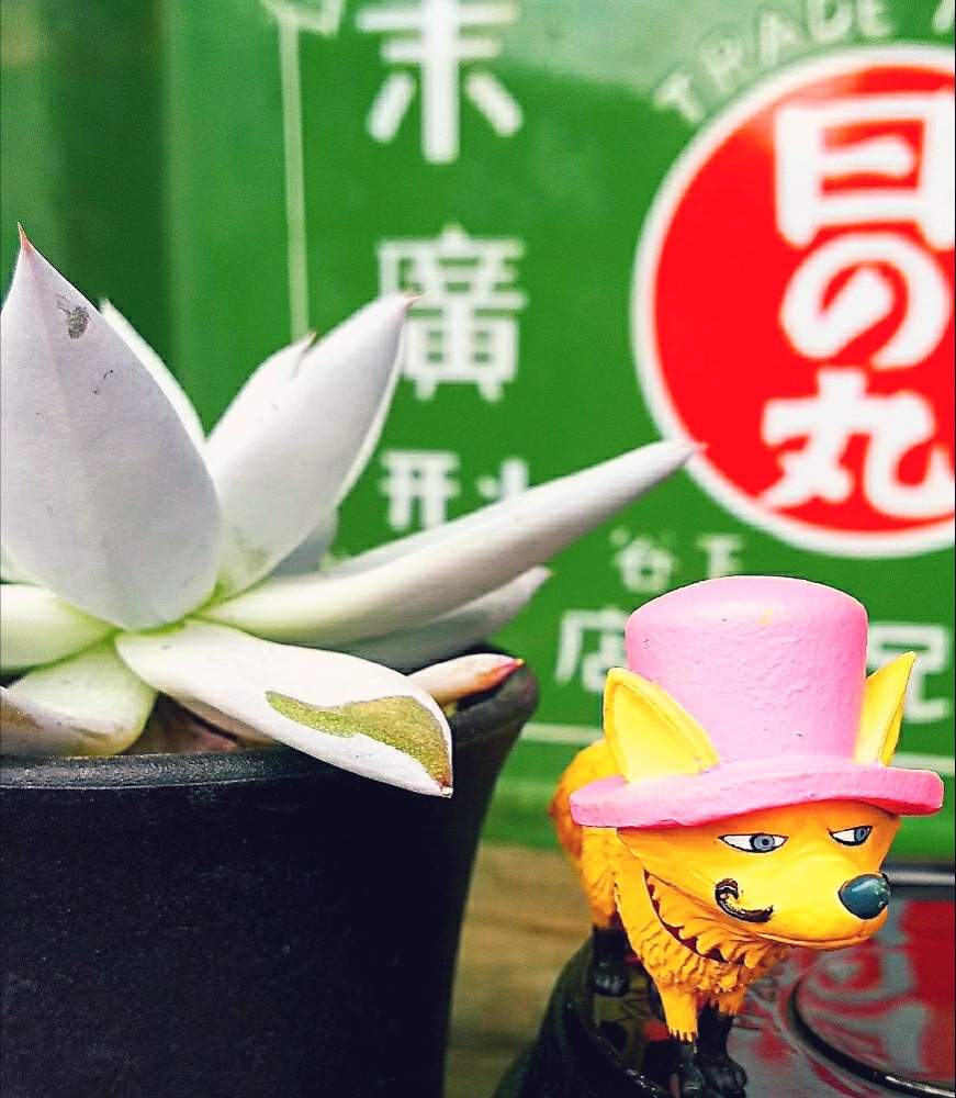 バルコニー/ベランダの画像 by アコウテさん | バルコニー/ベランダとメキシカンジャイアントとチョッパー?と植欲旺盛と植中毒とエケベリア属とメリー号の大冒険とメリー号の大冒険 番外編と多肉初心者とのらギツネ