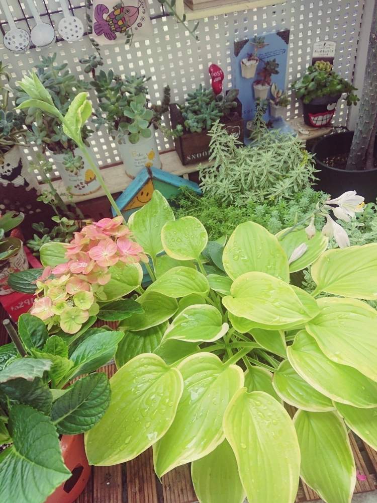 の画像 by kaorioka 2さん | ギボウシ(ホスタ)とギボウシとHTCとたにおたくらぶNo.28と早起き倶楽部とHTCNo.176とホスタ ギボウシとチッチャイ星人同盟とご安全にーとGSミニモニ。と全国オヤジ連合会とバラと夢CLUBと全国オヤジ連合会No.5とレッツゴー三匹とたにおたくらぶとGS植物うちなーぐち会