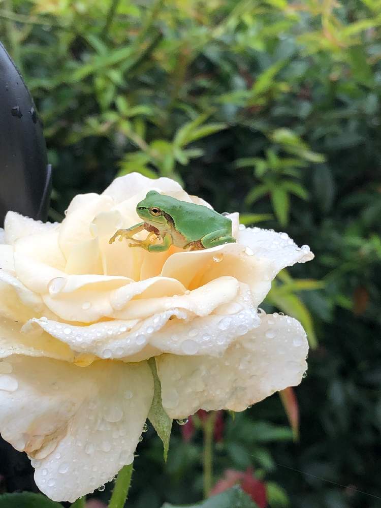 小さな庭の画像 by オグさん | 小さな庭とばら バラ 薔薇と植中毒と今日の一枚と薔薇が好き❤と花のある暮らしと2番花と薔薇♪とバラ・ミニバラとカエル