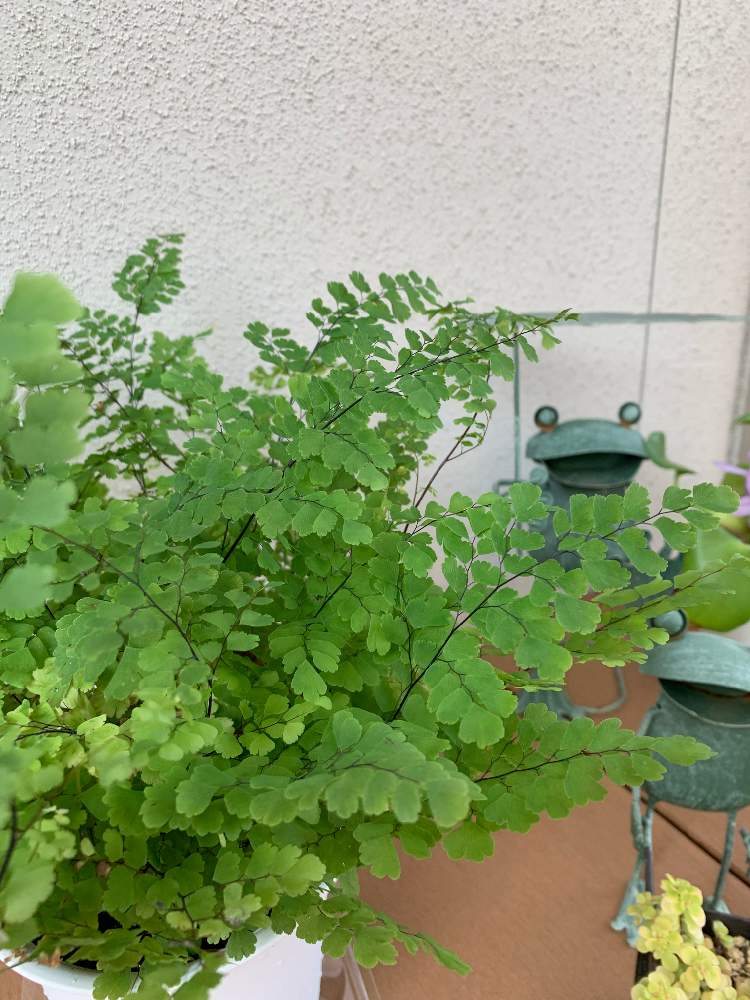 バルコニー/ベランダの画像 by きのこのこのこさん | バルコニー/ベランダとアジアンタムと涼しげと観葉植物とかえるの置物とカエル女子会と植物に夢中とコポたん