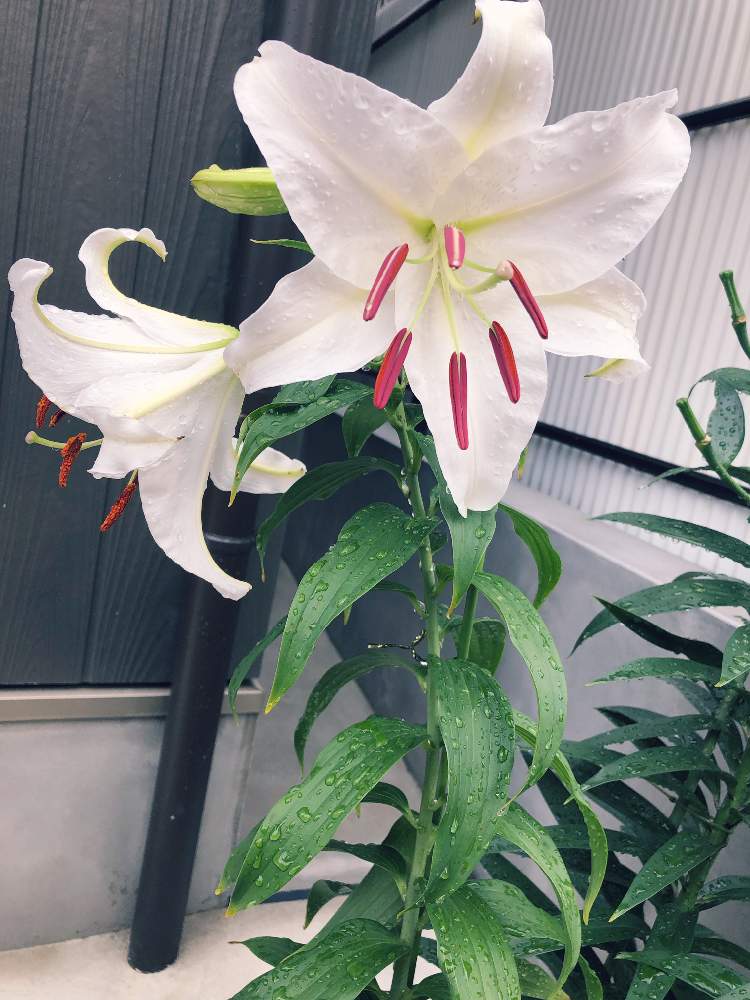 エントランスの画像 by まあやんさん | エントランスとカサブランカと開花と秋植え球根と花のある暮らしとホームセンター出身