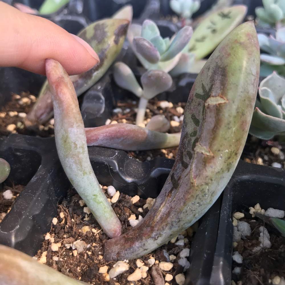 小さな庭の画像 by かなでさん | 小さな庭と多肉植物と植中毒と多肉女子とタニラーと葉挿しと多肉2年生
