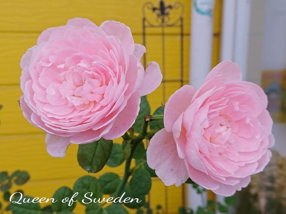 小さな庭の画像 by YUMIKOさん | 小さな庭と薔薇愛同盟と花が好き❤とかわいい♡とクィーンオブスェーデンと植中毒と綺麗と薔薇が好き❤ときれいな色と花のある暮らしと薔薇♪といい色♡と地植え