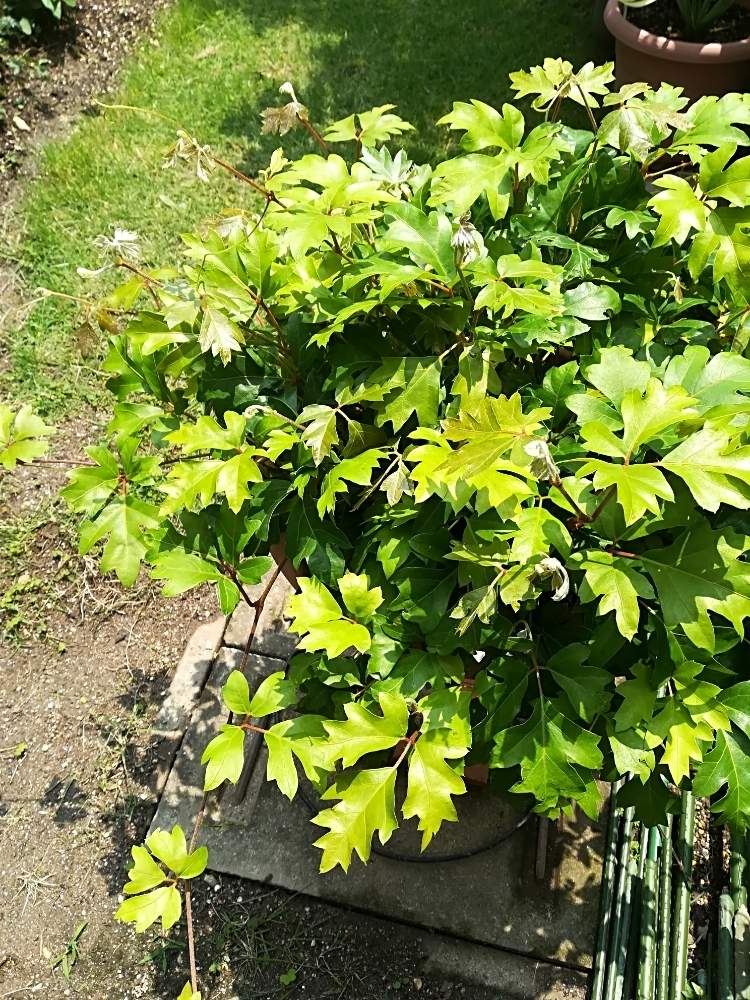小さな庭の画像 by ハイジさん | 小さな庭とエレンダニカと観葉植物とシッサス エレンダニカとエレンダニカ♡