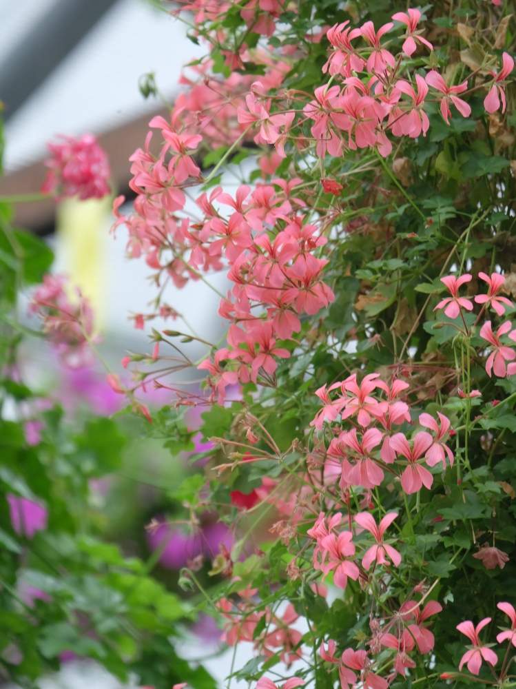 お出かけ先の画像 by あきさん | お出かけ先とアイビーゼラニウムとゼラニウムとハンキングとピンクの花と掛川花鳥園としぞーか勢と今日の花と静岡県