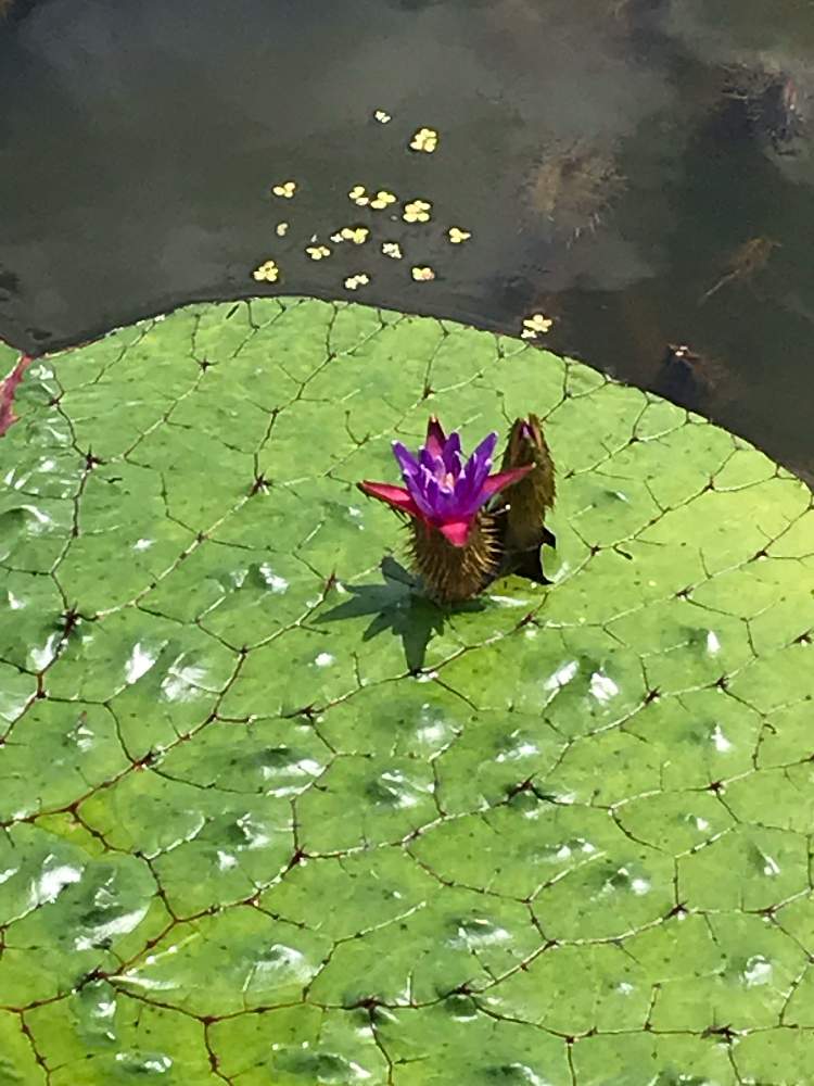 お出かけ先の画像 by k-kantaroさん | お出かけ先とオニバスとオニバスの花と公園と山野草と水生植物とお散歩