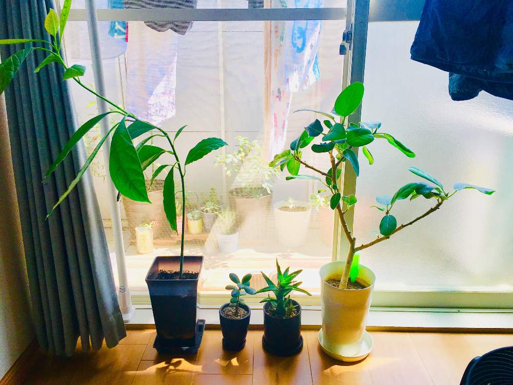 窓辺の画像 by yu-yaさん | 窓辺とアボカドと金のなる木とフィカスベンガレンシスとアロエ 不夜城と多肉植物と観葉植物と植物男子とGS映えとベランダガーデンと花のある暮らしと緑のある生活とバラ・ミニバラとGREEN UP!