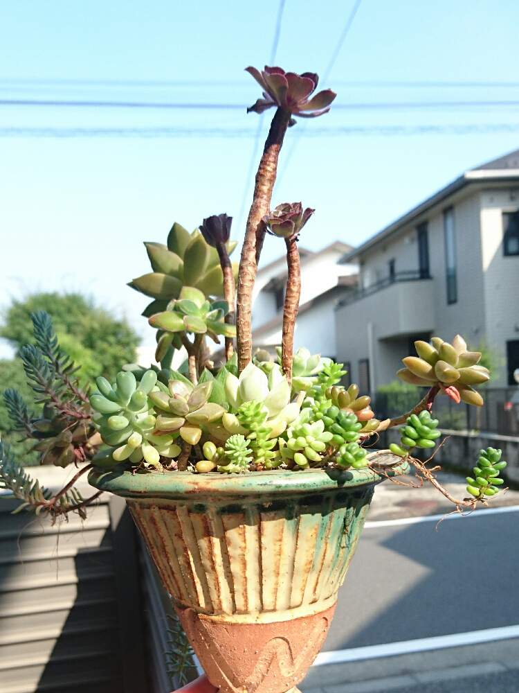 バルコニー/ベランダの画像 by kunpetanさん | バルコニー/ベランダと黒法師と多肉植物と植物と暮らすと多肉女子とあばれ多肉