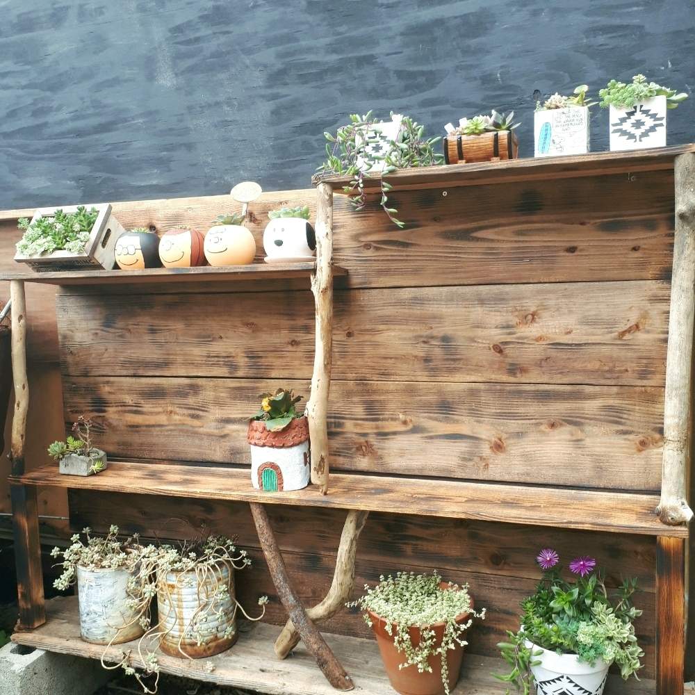 小さな庭の画像 by poco.さん | 小さな庭と多肉植物とスヌーピーと樽鉢 寄せ植えと多肉棚DIYとチャーリー鉢とダイソー鉢とカランコエ寄せ植えと多肉部とハウス鉢と流木と多肉女子とマーシー鉢とスヌーピー鉢と花のある暮らしと多肉棚と樽鉢と多肉寄せ植えとモルタルリメ缶と額縁プランターとペパミ鉢