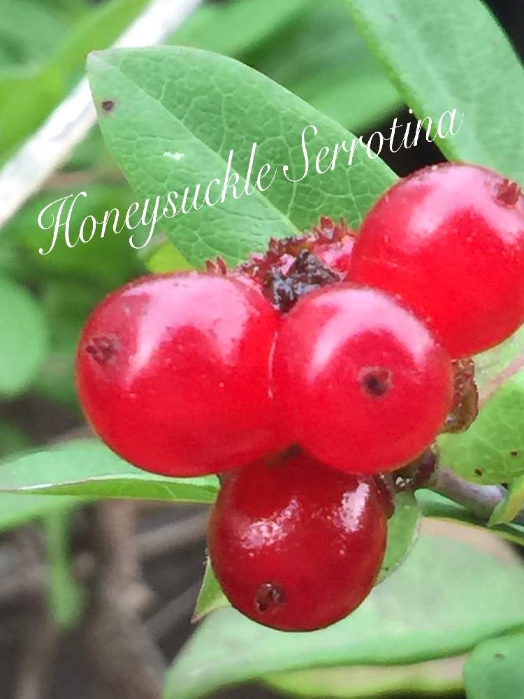 小さな庭の画像 by qoosukeさん | 小さな庭とハニーサツクル セロティナと花壇とアップ写真と赤い実❤️と花木とマイガーデンとGS映えとナチュラルガーデンと多年草とガーデニングと花のある暮らしと夏でも元気な花フォトコンとお花好きとつる性とスマホ撮りと地植え