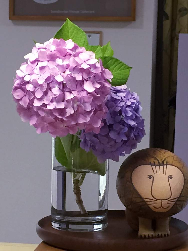 インテリアの画像 by Flower✴︎さん | インテリアと素敵なお出迎え♡とイキイキ 元気と華やかとGS映えとアナベル 紫陽花とキッチンカウンターとリビングと感謝♡ありがとう♡と花のある暮らしとかわいいと元気✨と素敵インテリア♡と癒し♡と咲いた!と可愛い♡と北欧