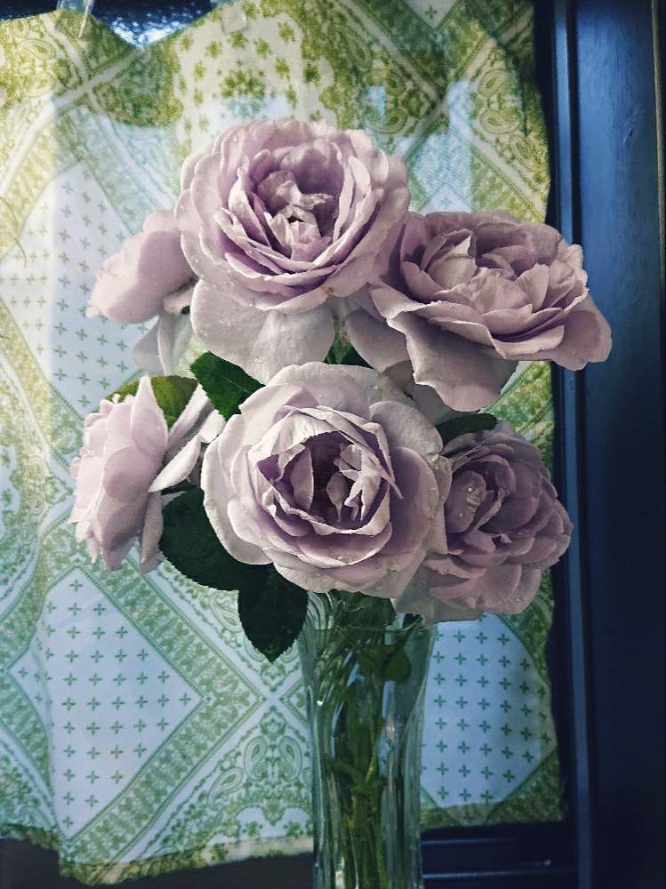 キッチンの画像 by 92さん | キッチンとブルーバユーとブルーバユーさまとばら バラ 薔薇と植物中毒患者と植物がモデルと植物と植中毒と薔薇 ブルーバユーと大量と完全に植中毒と美しいと成長しました‼︎
