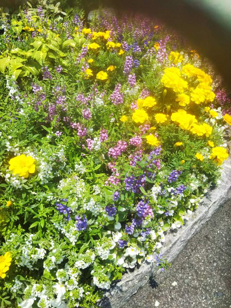 お出かけ先の画像 by じろうさん | お出かけ先と白い花とピンクの花と花のある暮らしとムラサキの花
