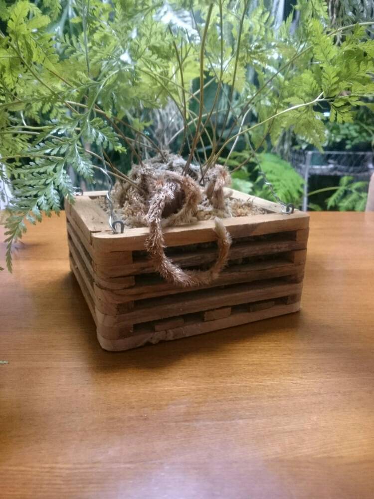 部屋の画像 by yk桜さん | 部屋とタバリアファンとYouは植と植物のある暮らしとボタニカルライフともけもけと植物大好きと普及シダを愛でる会と植中毒と着生シダとシダはいいぞとシダ植物とダバリアと緑と暮らす