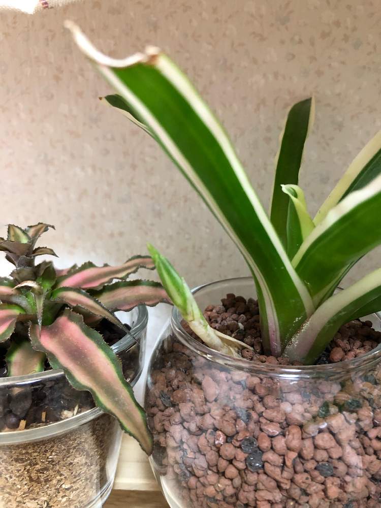 部屋の画像 by sawaさん | 部屋とクリプタンサスとネオレゲリア・ファイヤーボールと観葉植物と緑のある暮らしと植物女子と緑のある生活とGREEN UP!