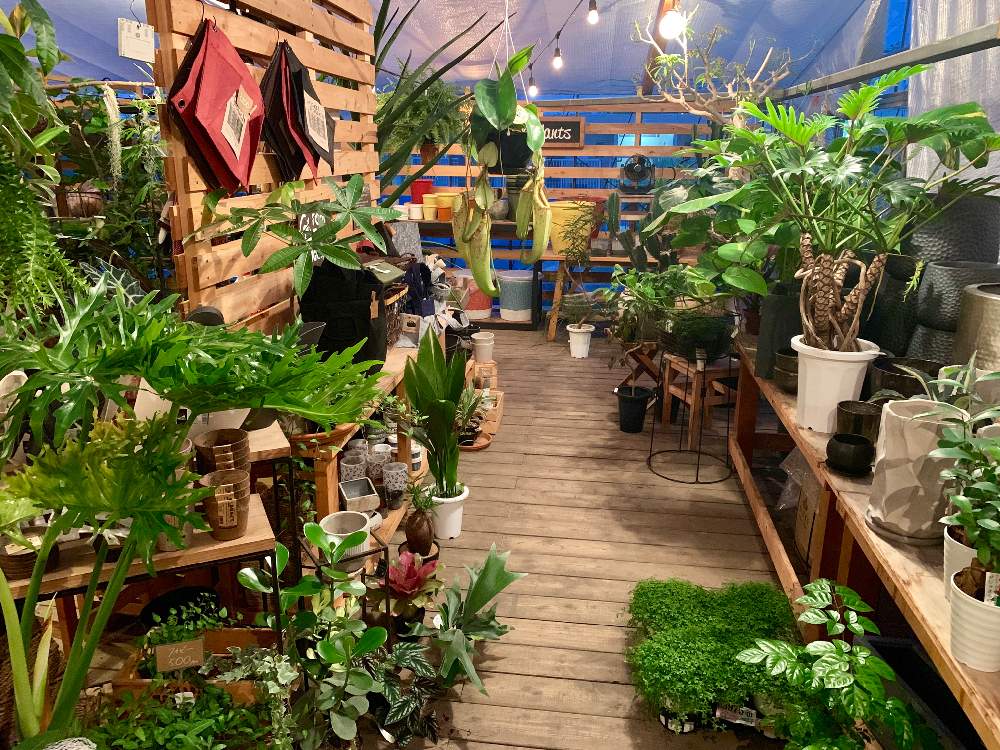 インテリアの画像 by Flower Villageさん | インテリアと多肉植物と観葉植物とボタニカルライフとボタニカルキャンドル✨とイベントと多肉植物寄せ植えと鷺沼と植中毒とフラワービレッジと多肉植物とサボテンとタニラーとbeer&greenと神奈川県と花のある暮らしとflowervillageと川崎市内とワークショップ とインテリアグリーンとエアープランツ/チランジアとインドアガーデン