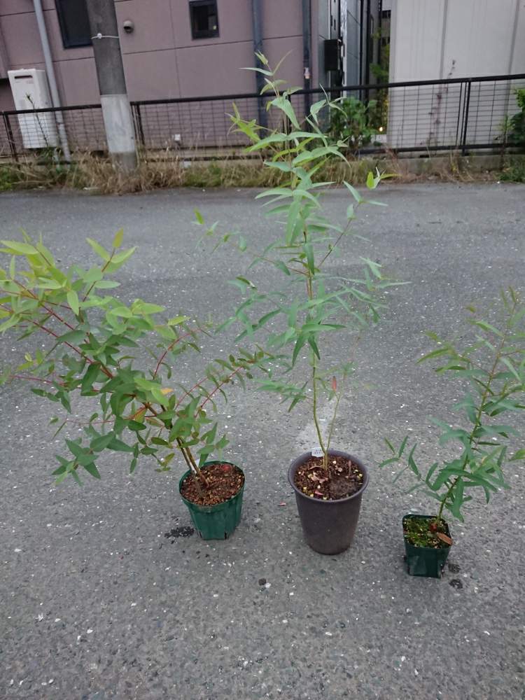 小さな庭の画像 by 直径さん | 小さな庭と鉢植え植物とユーカリの木とGS映えとno green no lifeと植中毒とフトモモ科とネイティブプランツとオージープランツとGREEN UP!と香る葉