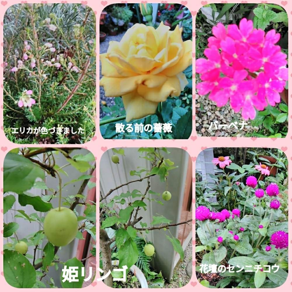 小さな庭の画像 by メリーさん | 小さな庭と梅雨空と薔薇。と宿根草♪と鉢植えと小さい花壇と花のある暮らしと狭い花壇と地植え