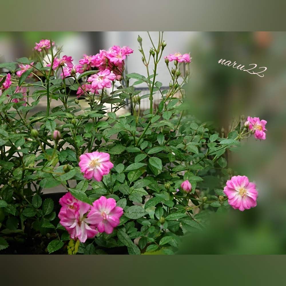 小さな庭の画像 by naru22さん | 小さな庭とレンゲローズと私の癒し♡と私の癒しのバラと花芽が出たよ ♡と花のある暮らしとばら 薔薇 バラとワクワク♡