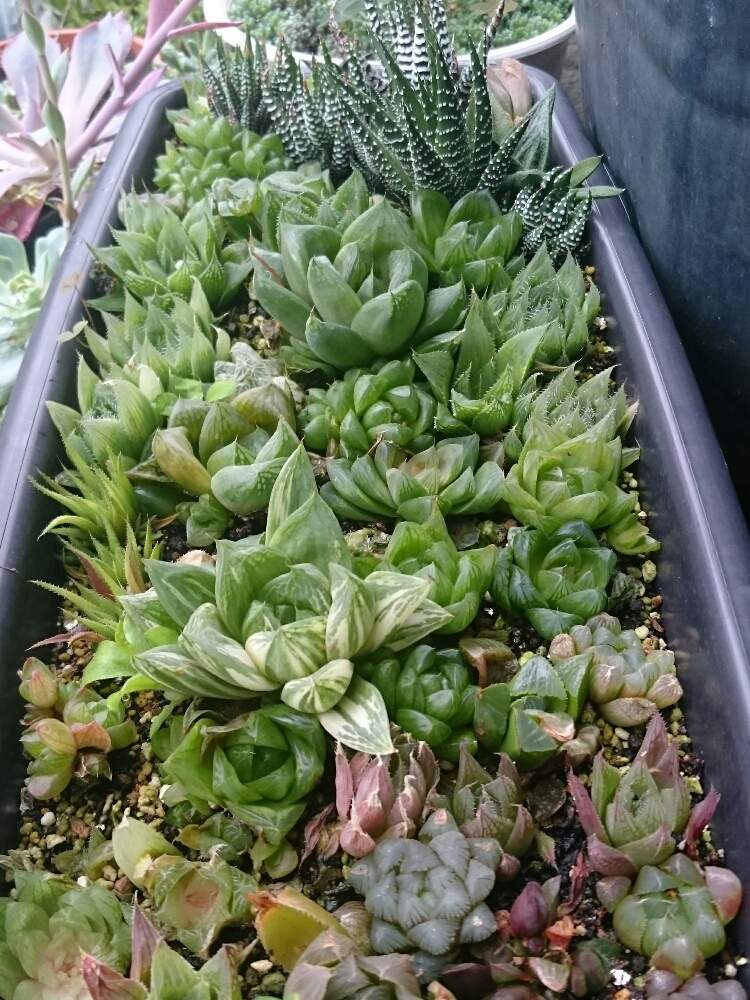 の画像 by Nanaminさん | ハオルチアと多肉植物と軟葉系ハオルチアと硬葉ハオルチアとハオルチア属とHaworthia:ハオルチア/ハオルシアとタニラーとガチンコハオルチアクラブと☆ハオルチア