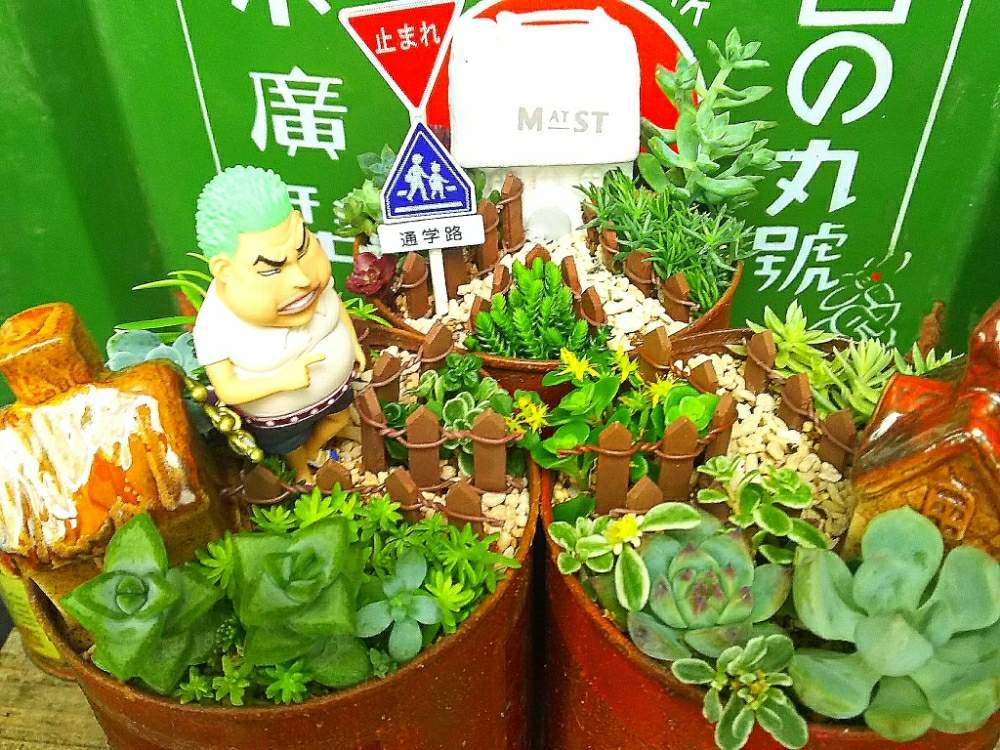 バルコニー/ベランダの画像 by アコウテさん | バルコニー/ベランダと植欲旺盛と植中毒とゾロ?とメリー号の大冒険とメリー号の大冒険 番外編と多肉初心者とマンジャロウ
