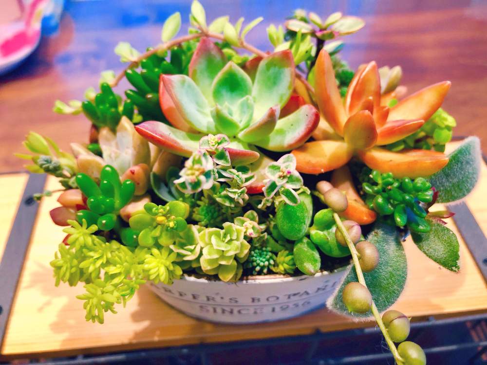 インテリアの画像 by はるさくさん | インテリアと多肉植物と多肉大好きとプレゼントとGS映えと多肉植物寄せ植えと今日の一枚と可愛い多肉ちゃん❤︎と誕生日プレゼントと多肉女子とタニラーと多肉寄せ植えとちまちま寄せ