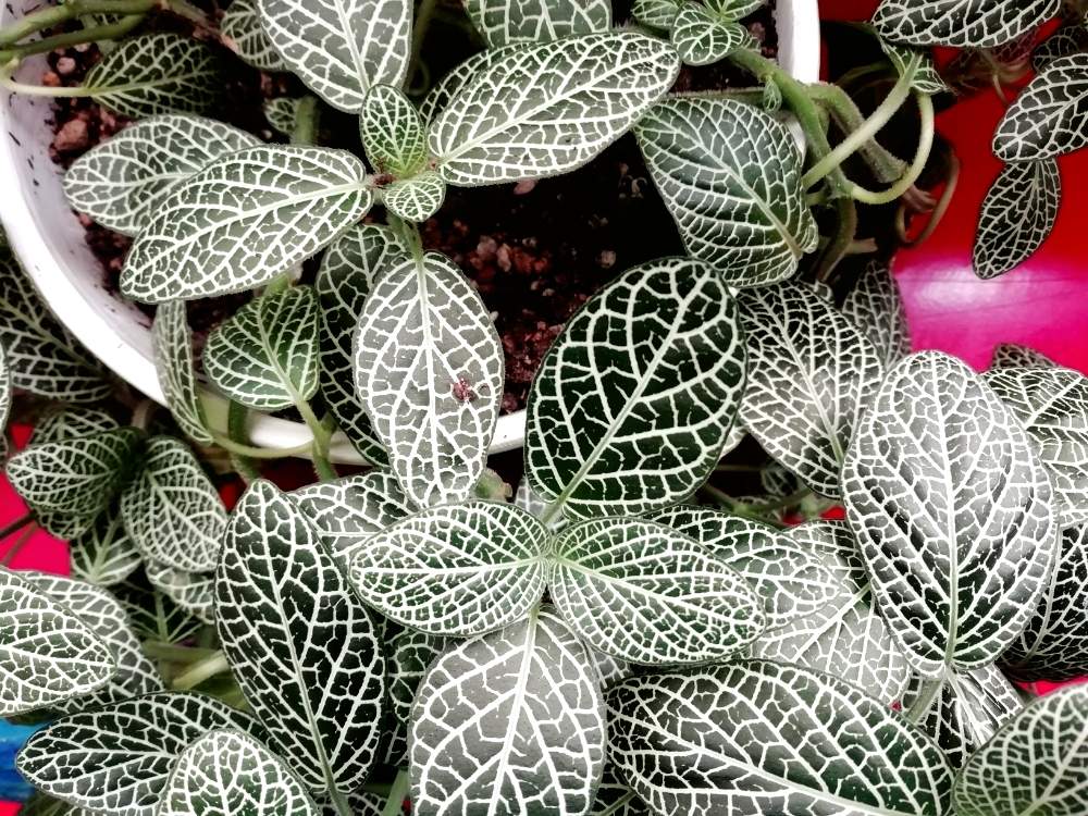 窓辺の画像 by mikity.comさん | 窓辺と観葉植物と休日とワクワクと癒しと窓際緑化とno green no lifeと植中毒と フィットニアとたまらん♡と増えてますとジャングル化計画と観葉植物がスキ