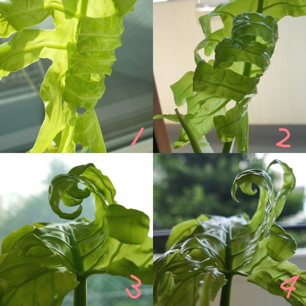 窓辺の画像 by woodAppleさん | 窓辺と観葉植物と窓辺の植物とセローム葉